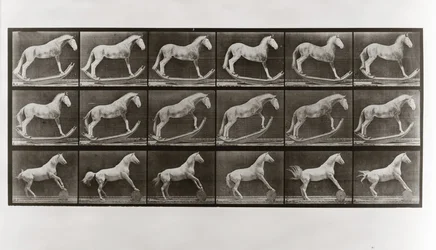 Caballo en mecedoras y caballo rodando un barril, Placa 649 de Animal Locomotion