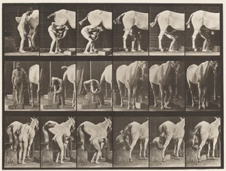 Placa 509. Herrando un caballo