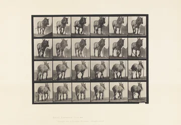 Placa 564. Arrastre; Cadena de Tronco Rota; Caballo Belga Gris Oscuro Dusel