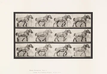 Placa 565. Arrastre; Caballo Belga Gris Oscuro Dusel