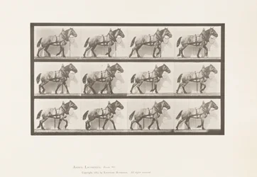 Placa 567. Arrastrando; caballo belga gris oscuro Billy, 1885