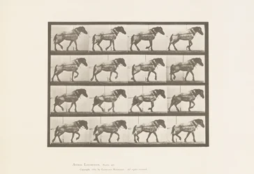 Placa 569. Tirando; caballo belga gris oscuro Hansel, 1885