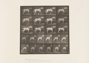 Placa 572. Arrastrando; cabeza siendo tirada; yegua gris claro, 1885