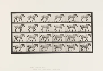 Placa 574. Caminando; Libre; Caballo belga gris oscuro Hansel, 1885