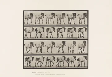 Placa 575. Caminando; libre; caballo belga gris oscuro Hansel