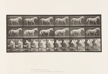 Placa 576. Caminando; Libre; Caballo Gris Claro Eagle