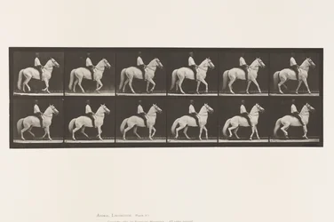 Placa 577. Caminando; silla; irregular; caballo blanco Clinton
