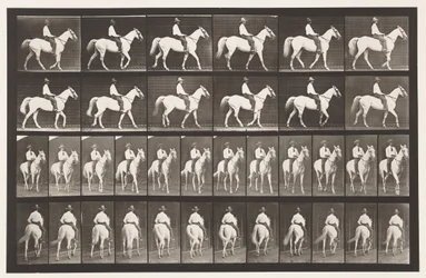 Placa 579. Caminando; silla de montar; caballo blanco Elberon, 1885