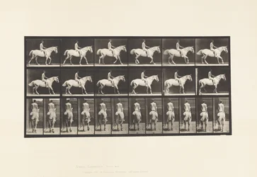 Placa 582. Caminando; Silla; Jinete Desnudo; Caballo Gris Claro Smith