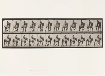 Placa 599. Trote; Sin Silla; Caballo Gris Oscuro Dusel