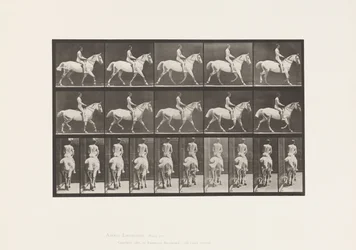 Placa 603. Trote; Silla; Caballo Gris Claro Smith