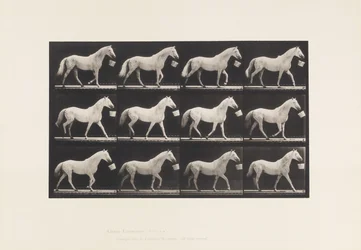 Placa 650. Caminando con un Cubo en la Boca; Caballo Gris Claro