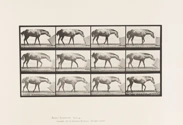 Placa 657. Rodando una Caja; Pony, Lotta