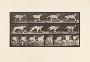Placa 707. Perro; Galopando; Mastín