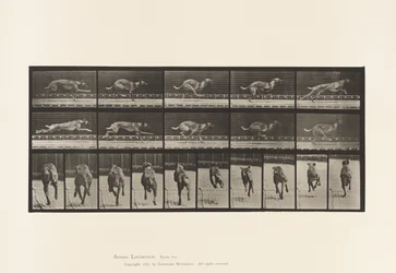 Placa 708. Perro; Galopando; Sabueso Marrón de Carreras