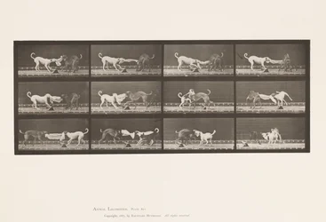 Placa 715. Perros; Tres, Tirando de una Toalla, Ike, Maggie, etc.