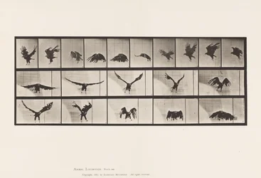 Placa 769. Águila americana; Volando