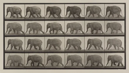 Placa número 733. Elefante caminando