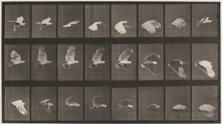 Lámina número 758. Cacatúa volando, 1887