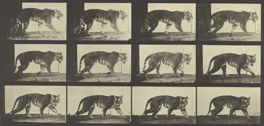 Tigre caminando, Placa 729 de Animal Locomotion, 1887