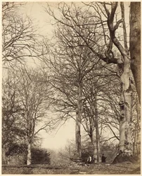 Haya de la Reina Adelaida,1864 (foto)