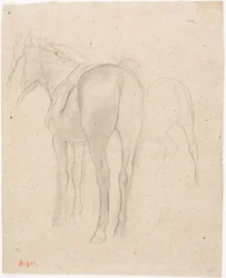 Estudios de un caballo