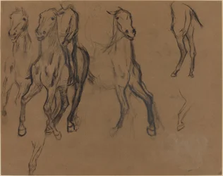 Estudio de caballos