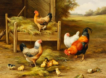 Alimentación de pollos y pollitos