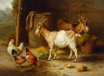 Gallinas y cabras junto a la puerta de un granero