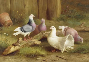 Palomas
