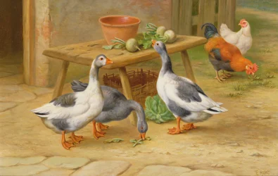 Alimentación de gansos y aves de corral