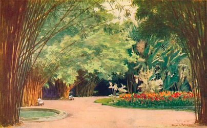 Un bosque de bambú - Jardines Botánicos, 1914