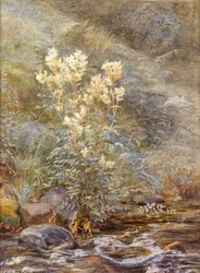 Reina de los prados junto a un arroyo, Invernesshire, c.1883