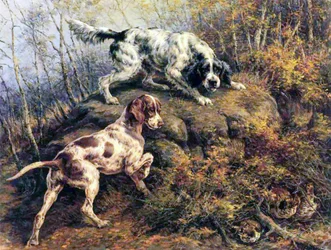Pointer, setter y urogallo
