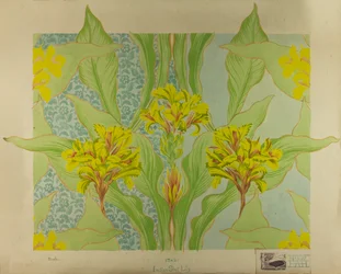 Indian Shot Lily, c.1895 (gouache sobre papel)