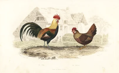 Gallo y gallina, Phasianus gallus