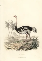 Avestruz común, Struthio camelus.
