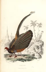 Gran argus, Argusianus argus, vulnerable.