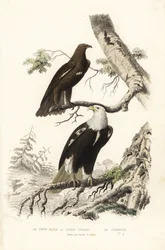Águila moteada mayor y águila calva.