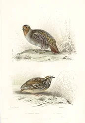 Perdiz gris y codorniz común.
