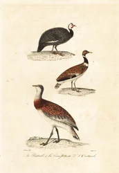 Guineos y avutardas.