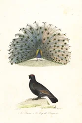 El pavo real indio y el urogallo occidental.
