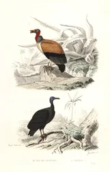 El buitre real y el buitre de pavo.