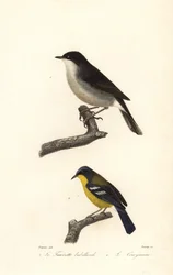 Curruca zarcera y curruca de garganta amarilla.