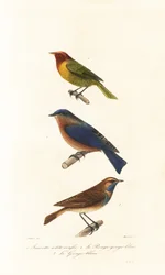 La curruca de Nashville, el pájaro azul del este y el pato azul.