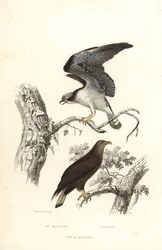 Águila pescadora y pigargo europeo.