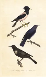 Zorzal anillado, roquero azul y estornino pinto.