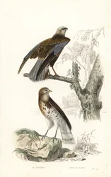 Aguilucho lagunero occidental y águila culebrera.