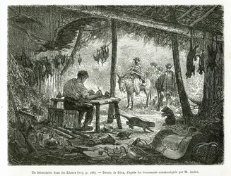 Un laboratorio de taxidermia en la selva virgen, en la región de Llanos (Colombia), dibujo de Riou, para ilustrar la historia de América Equinoccial (Colombia, Ecuador, Perú), en 1875-1876, por Ed. André, misión de viaje encargada por el gobierno francés. 