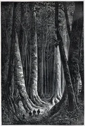 Bosque de la Guayana Francesa, dibujo de Riou, “Le Tour du Monde”, 2º semestre de 1879